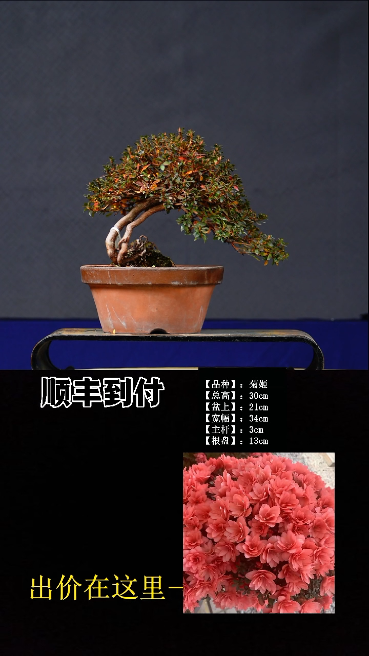 无花朵菊姬 不包邮