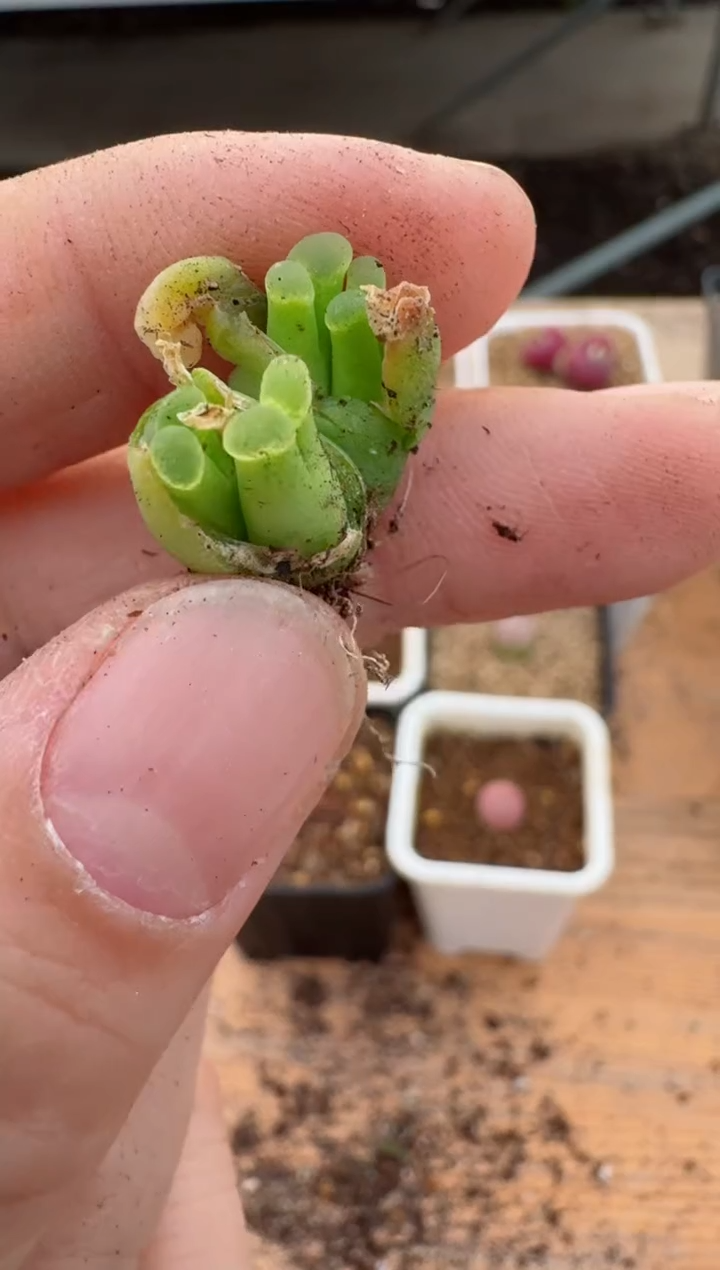 【闪购商品】17-155奶瓶