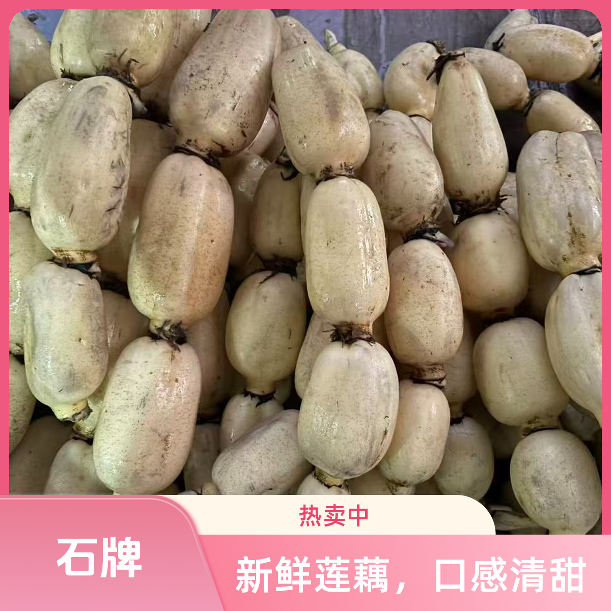 安庆石牌露天种植莲藕顺丰快递包邮现挖莲藕