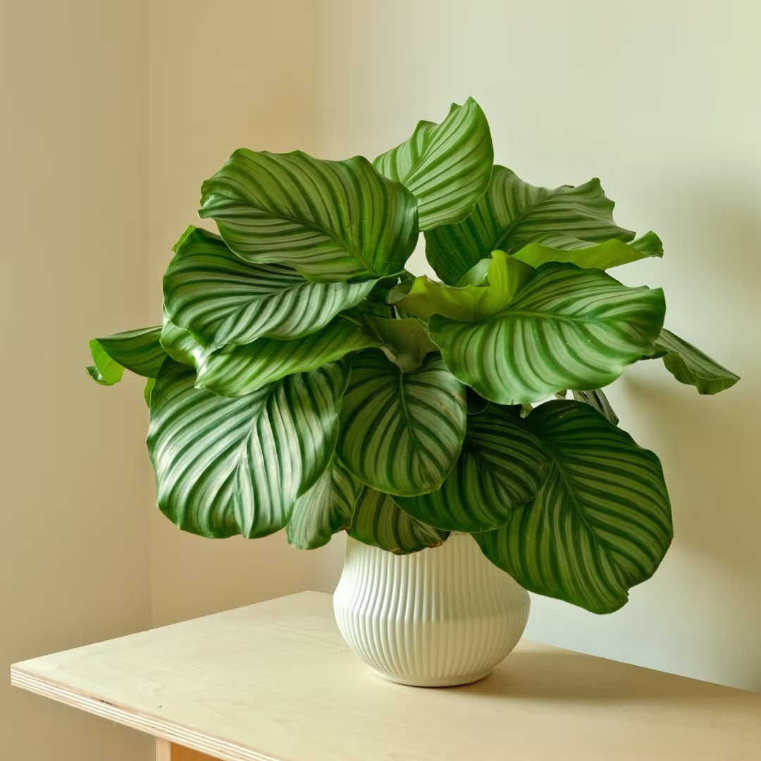 青苹果竹芋盆栽室内客厅办公室吸甲醛四季常青好养绿植