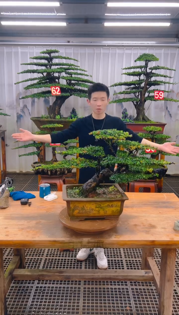 无花朵无*精品盆景直播间一物一拍