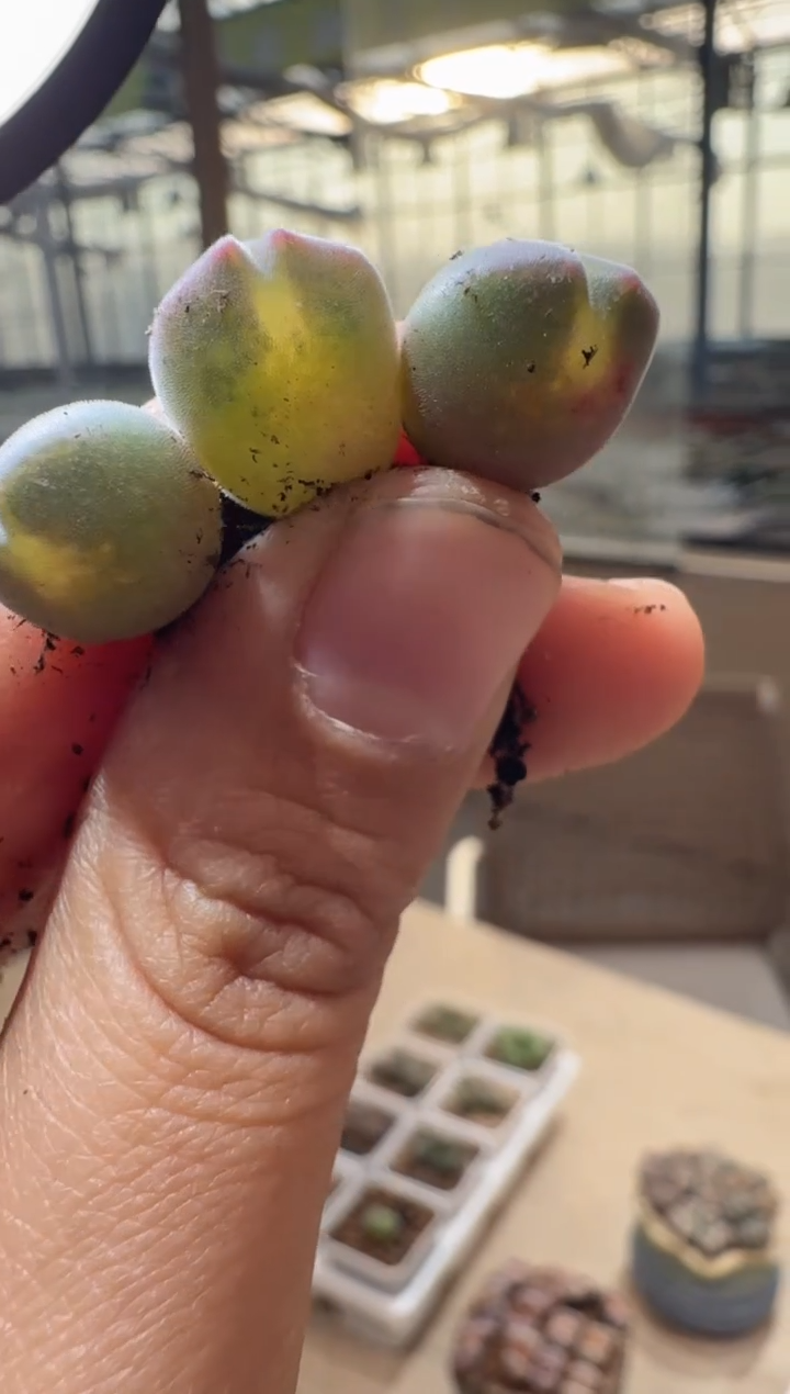 20多肉植物肉锥TS大眼睛空蝉一颗