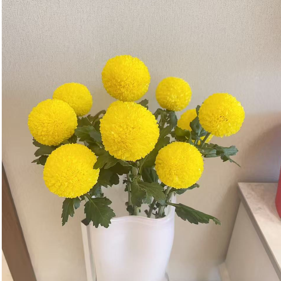 【采云鲜花】乒乓菊云南昆明直发1单包邮2单升级冷链送配草