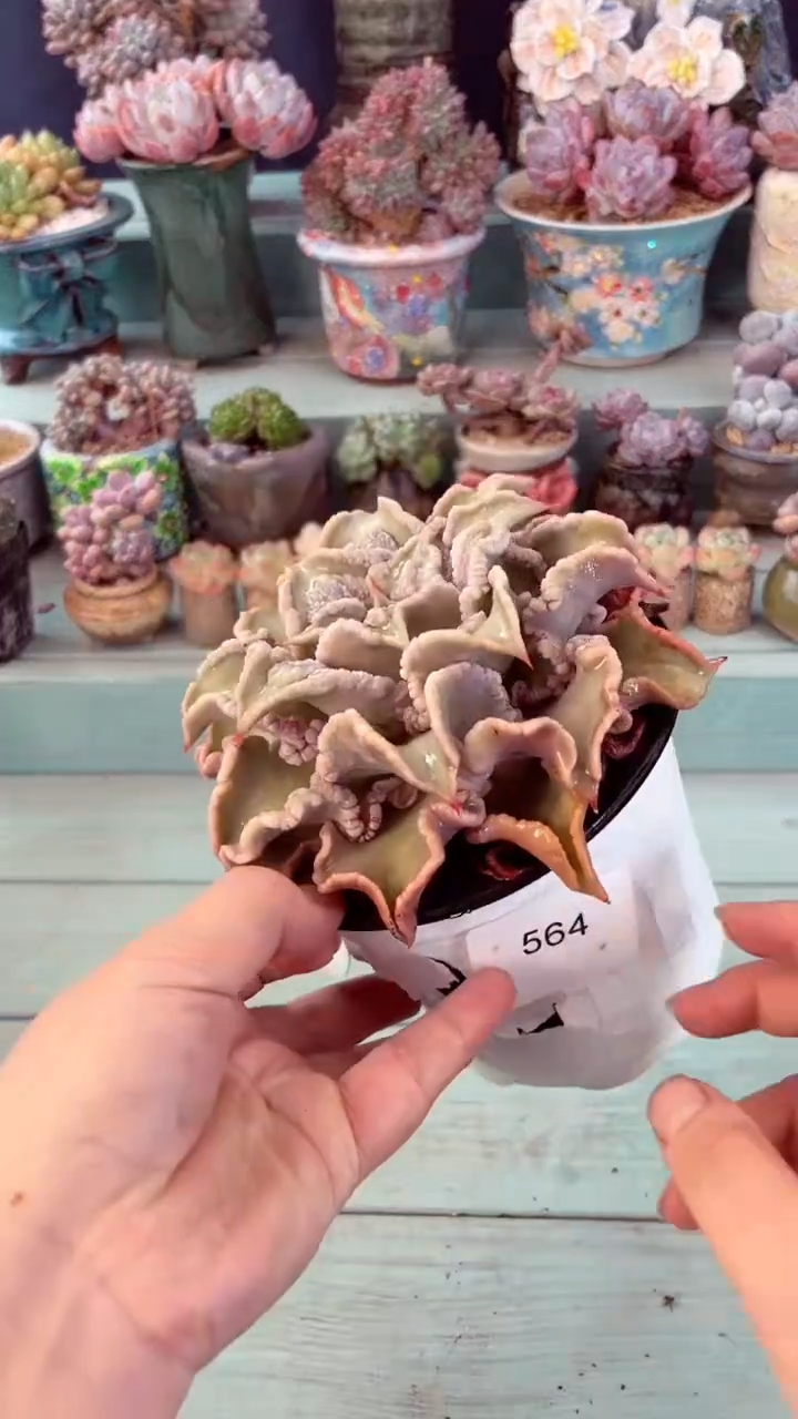 朵***呆564弹头瘤子饺子皮多肉