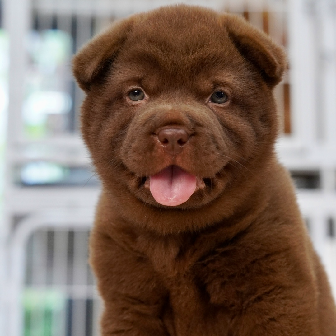 【嘉佳萌宠】T狗狗活体