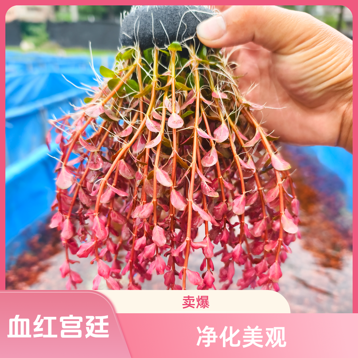 丹麦血红宫廷绿净化发货造景种植中后景阴性粉宫廷水草水下叶氧气