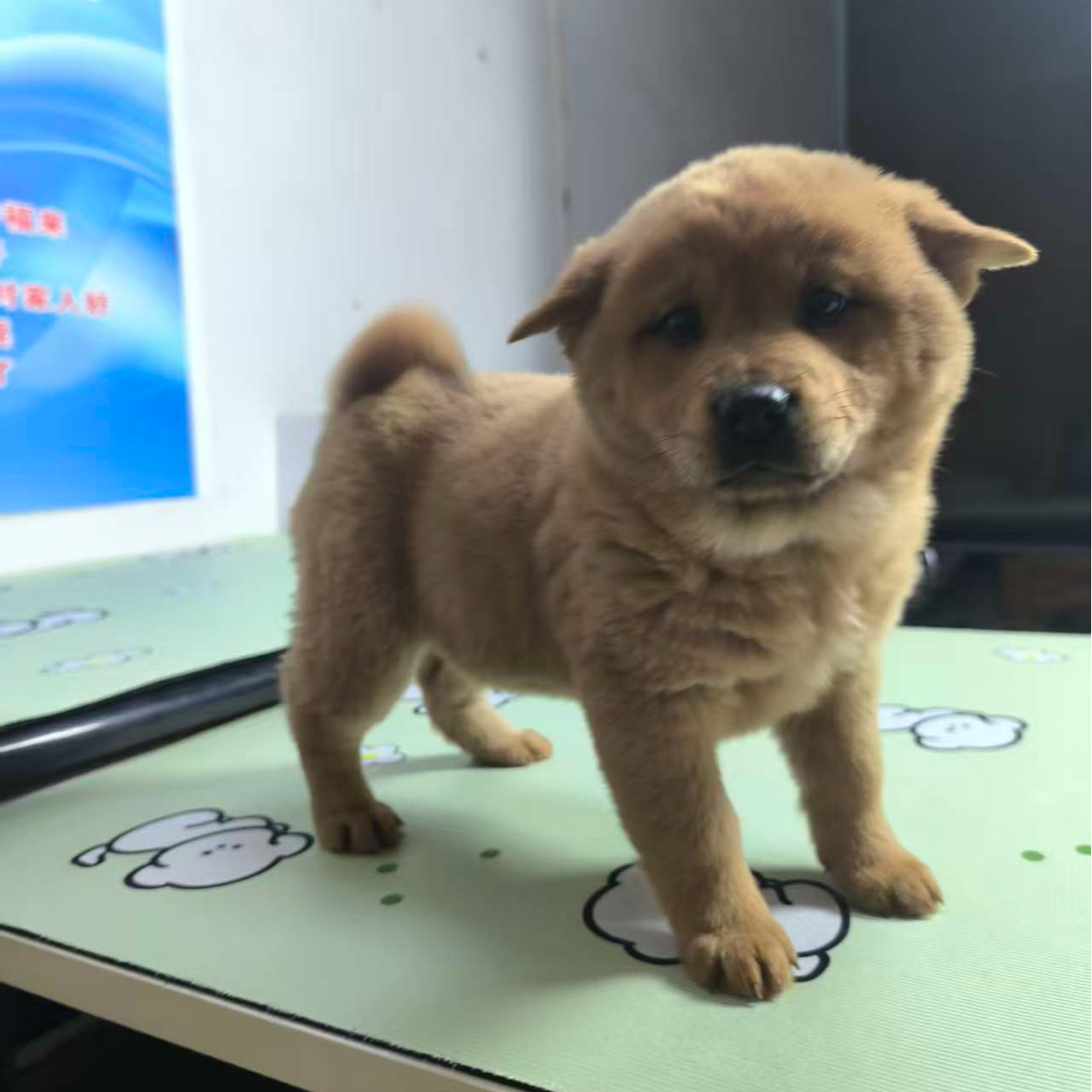 中华田园犬黄狗可爱看家护院忠诚幼崽