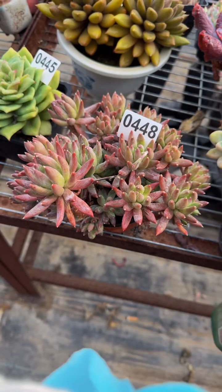 【闪购商品】0448幻彩星