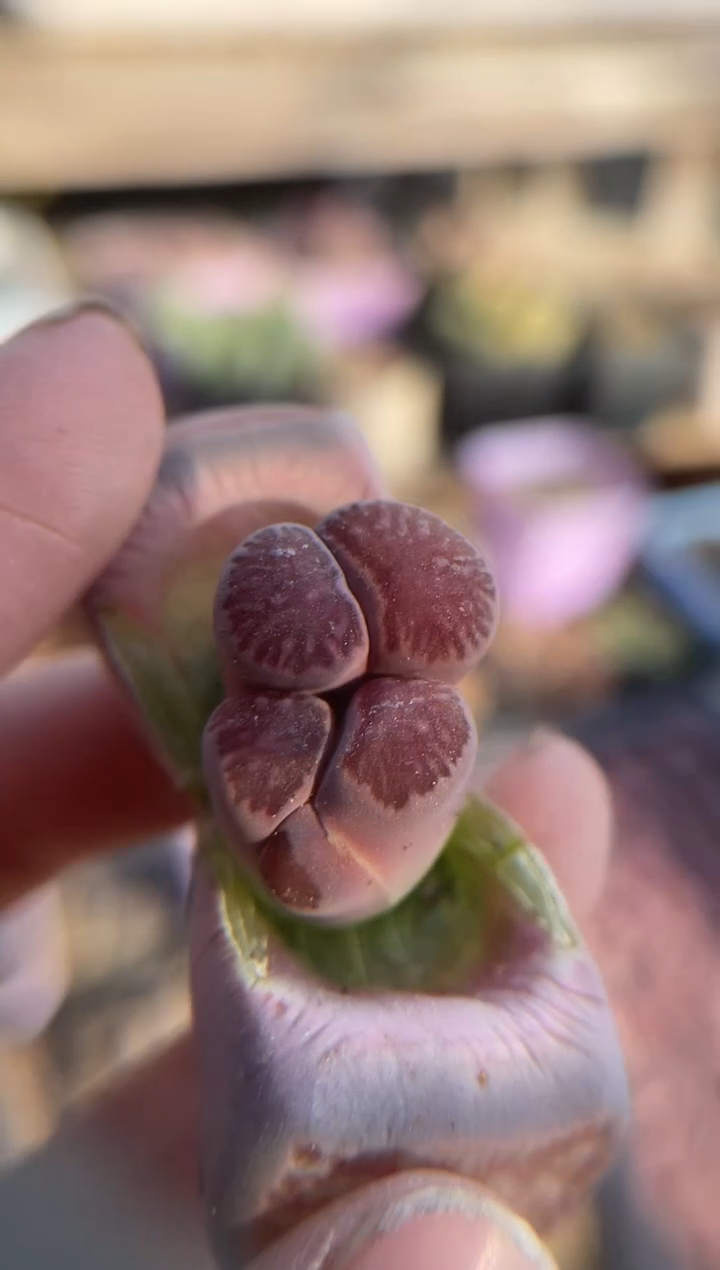 【闪购商品】9439直播一物一拍