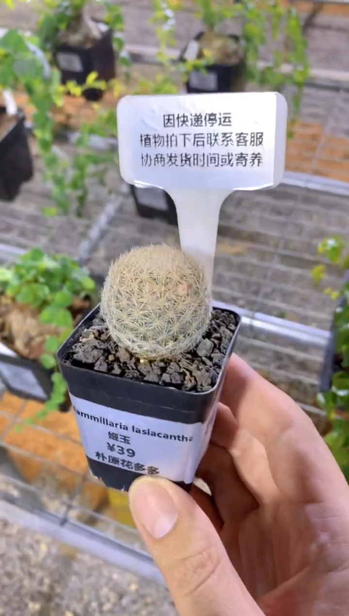 【闪购商品】姬玉FB-612