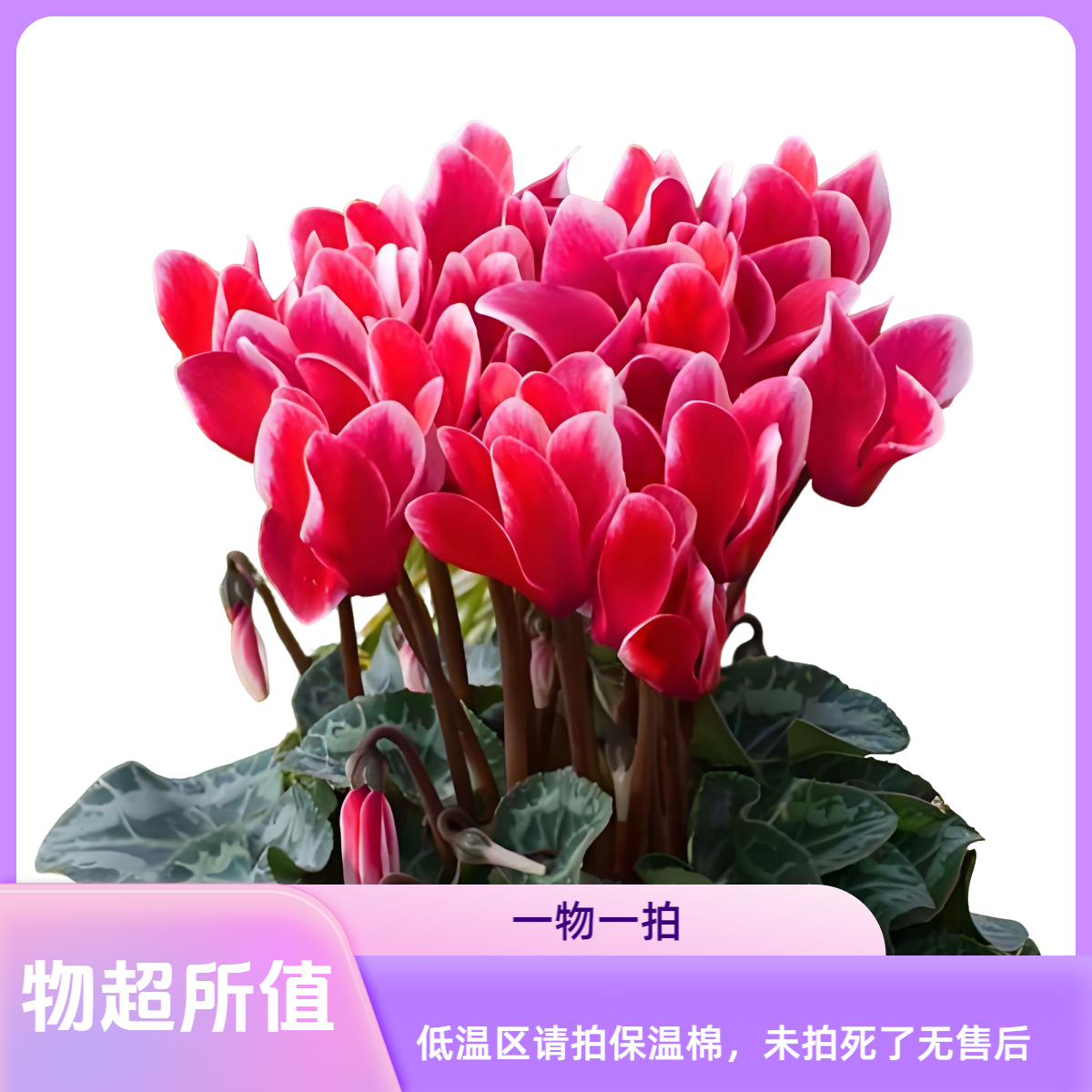 仙客来盆栽耐寒多年生带花带花苞适合阳台庭院种植