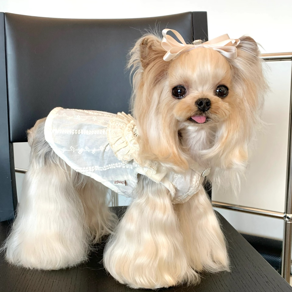 约克夏幼犬小体狗茶杯犬可爱小狗狗活体 小约