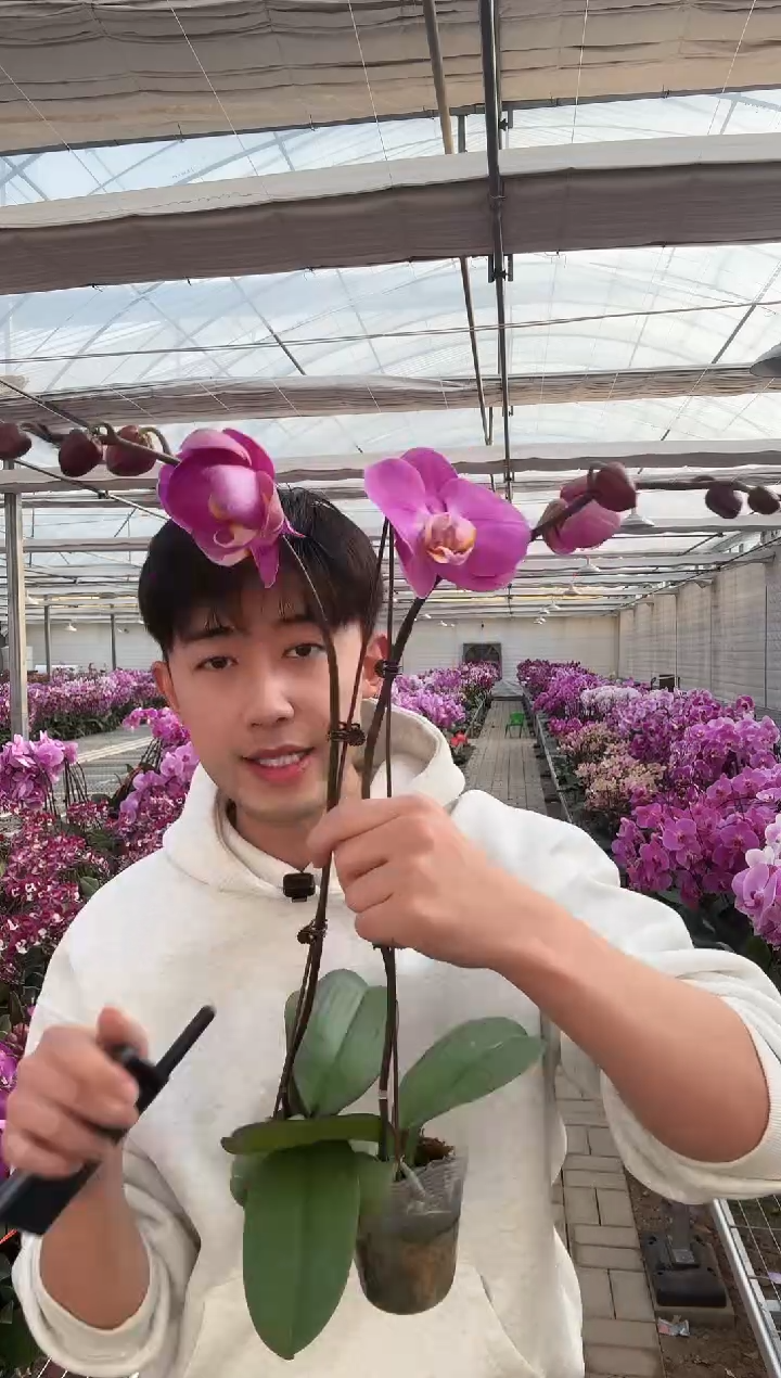 完全开放2.8寸红色系带花苞 无售后