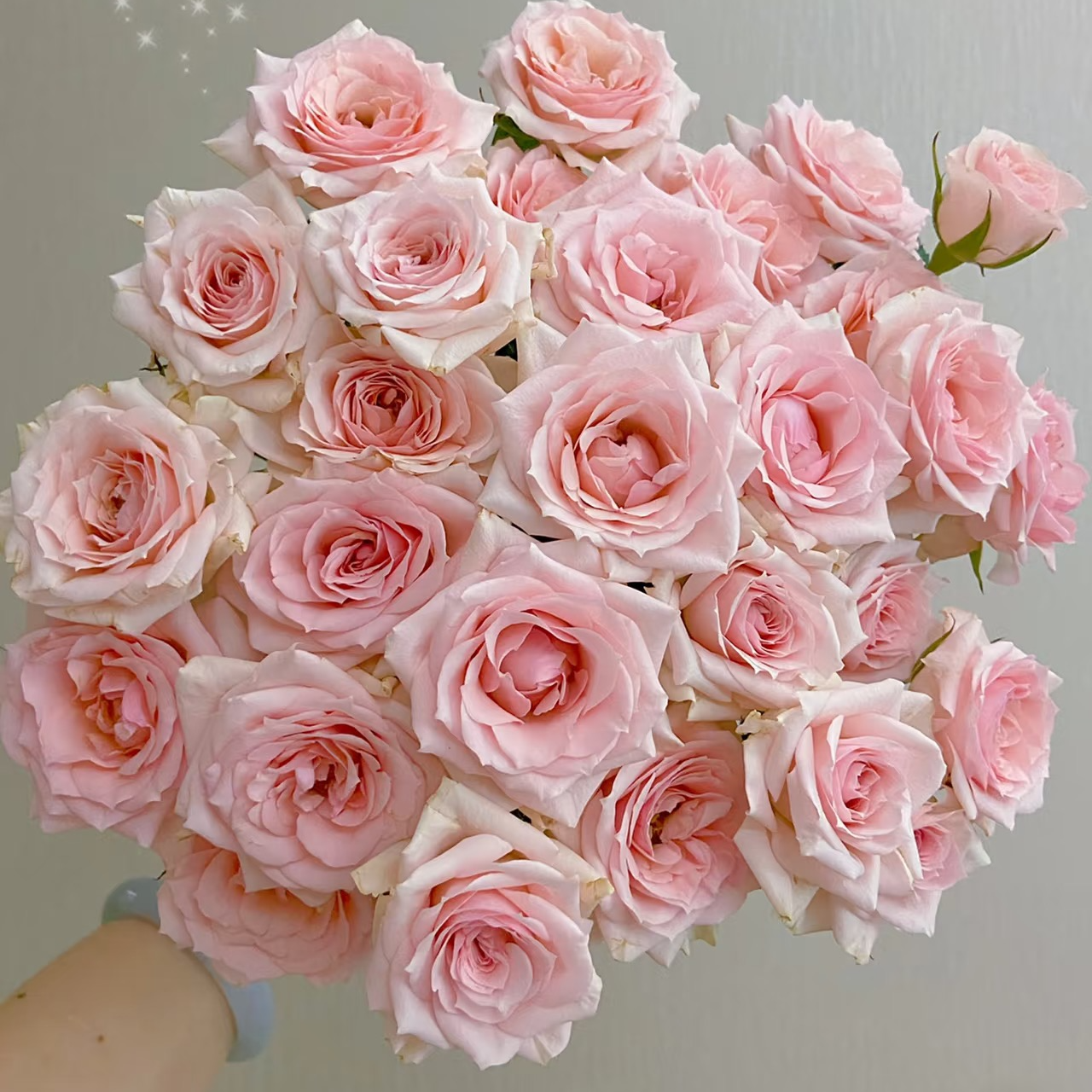 【星悦宝贝】云南斗南基地现采现发品质好星悦玫瑰多头玫瑰10支