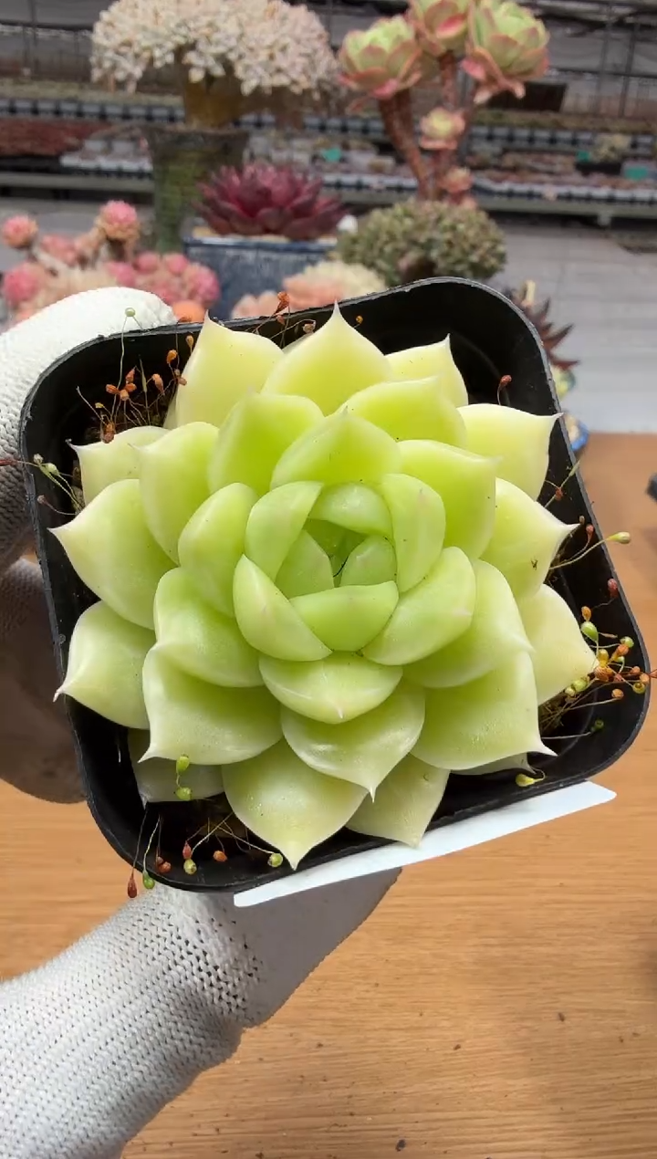 东云多肉园二店-80