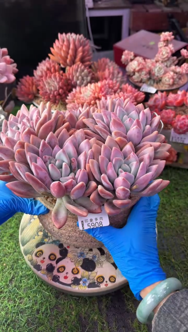 昆明印象多肉5908