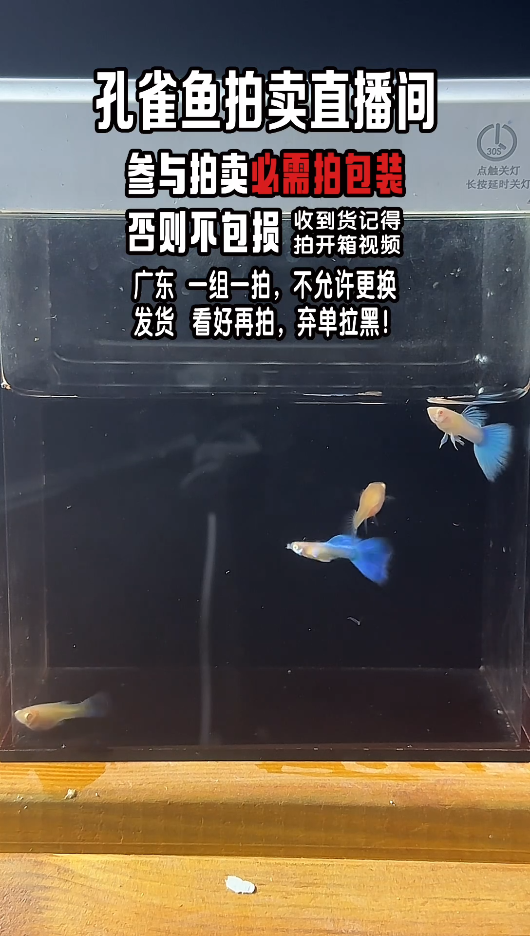 孔雀鱼天空蓝2对