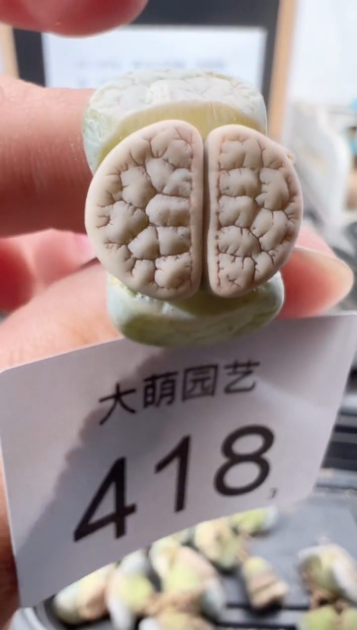 【闪购商品】++++418