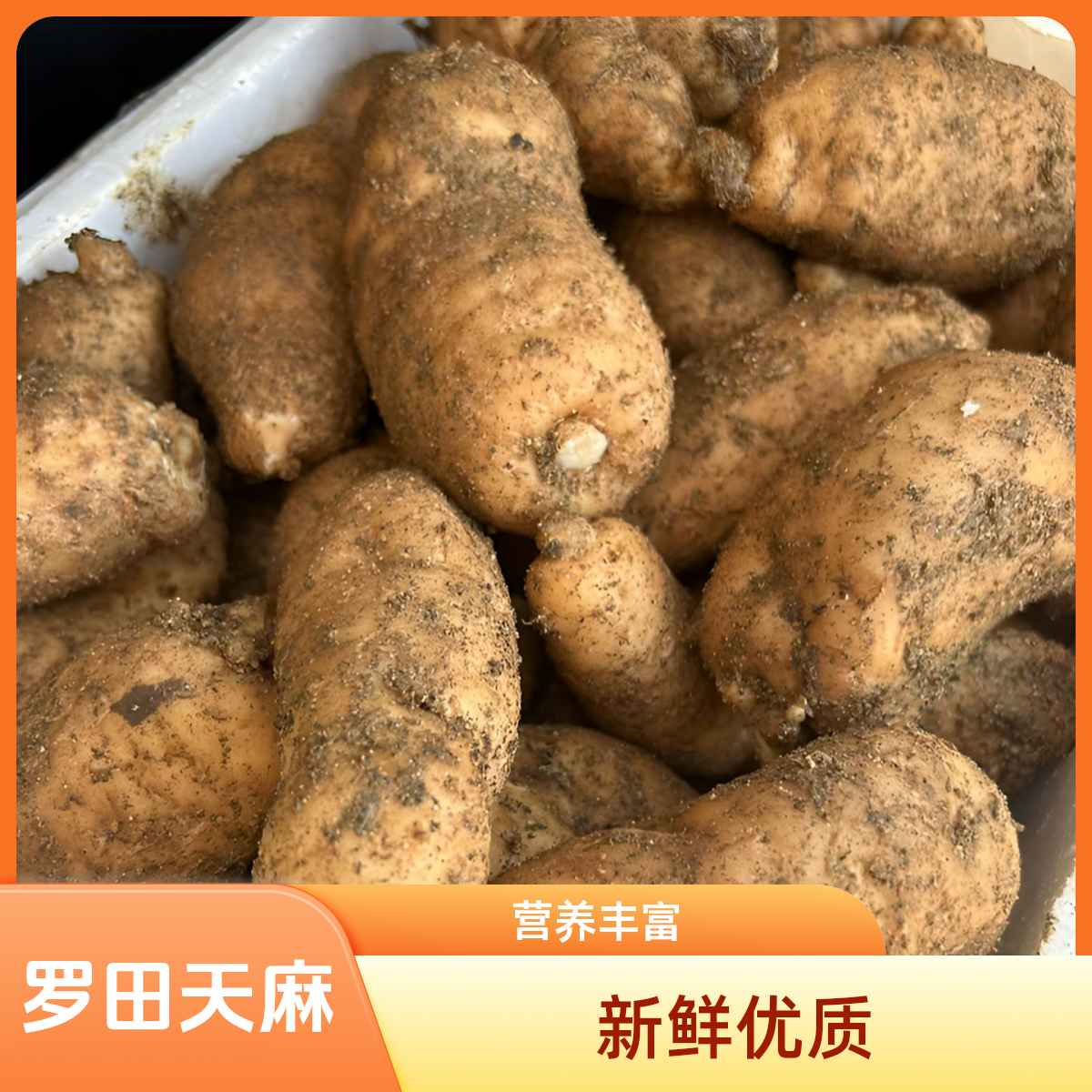 大别山区罗田红天麻 炖汤高营养新鲜天麻