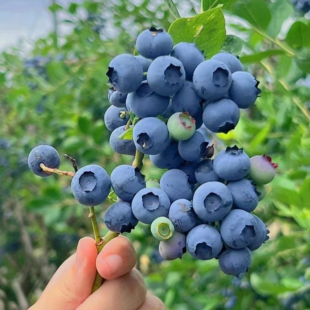 2箱L25花香蓝莓15㎜新鲜采摘京东送货上门