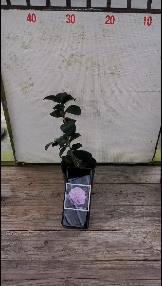 完全开放粉夏单苗20高有一分枝，有包