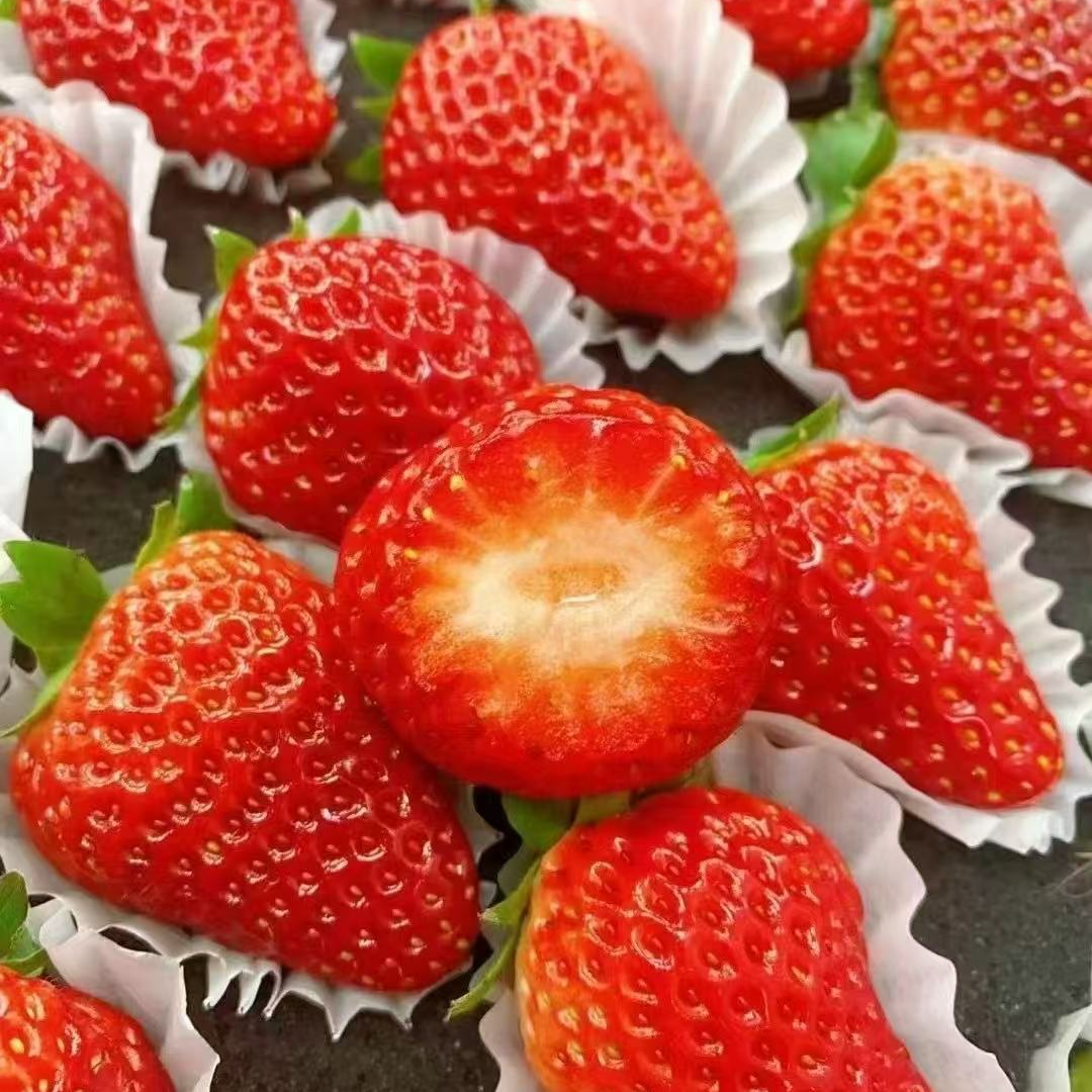 丹东99草莓5排55个果毛重3斤