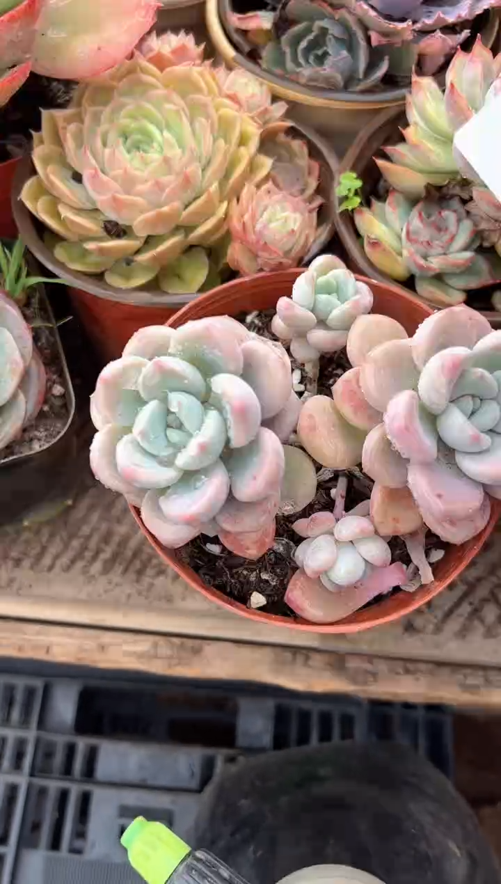 小**矣多肉植物一物一拍13209