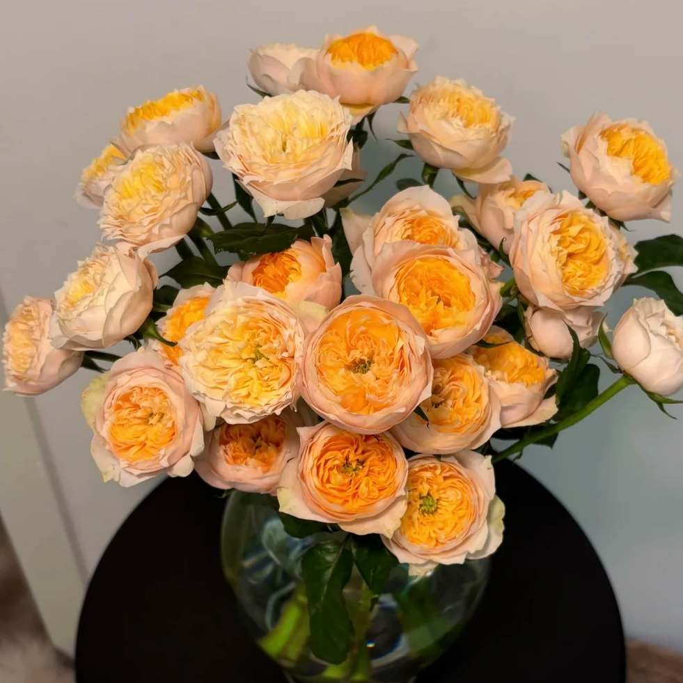 【月亮花圃】多头（黄蝴蝶）玫瑰 1单普通快递，2单以上顺丰冷链