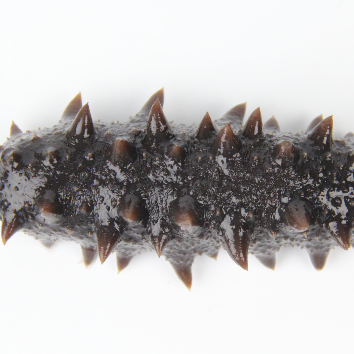 海御棠即食海参9L独立包装8头