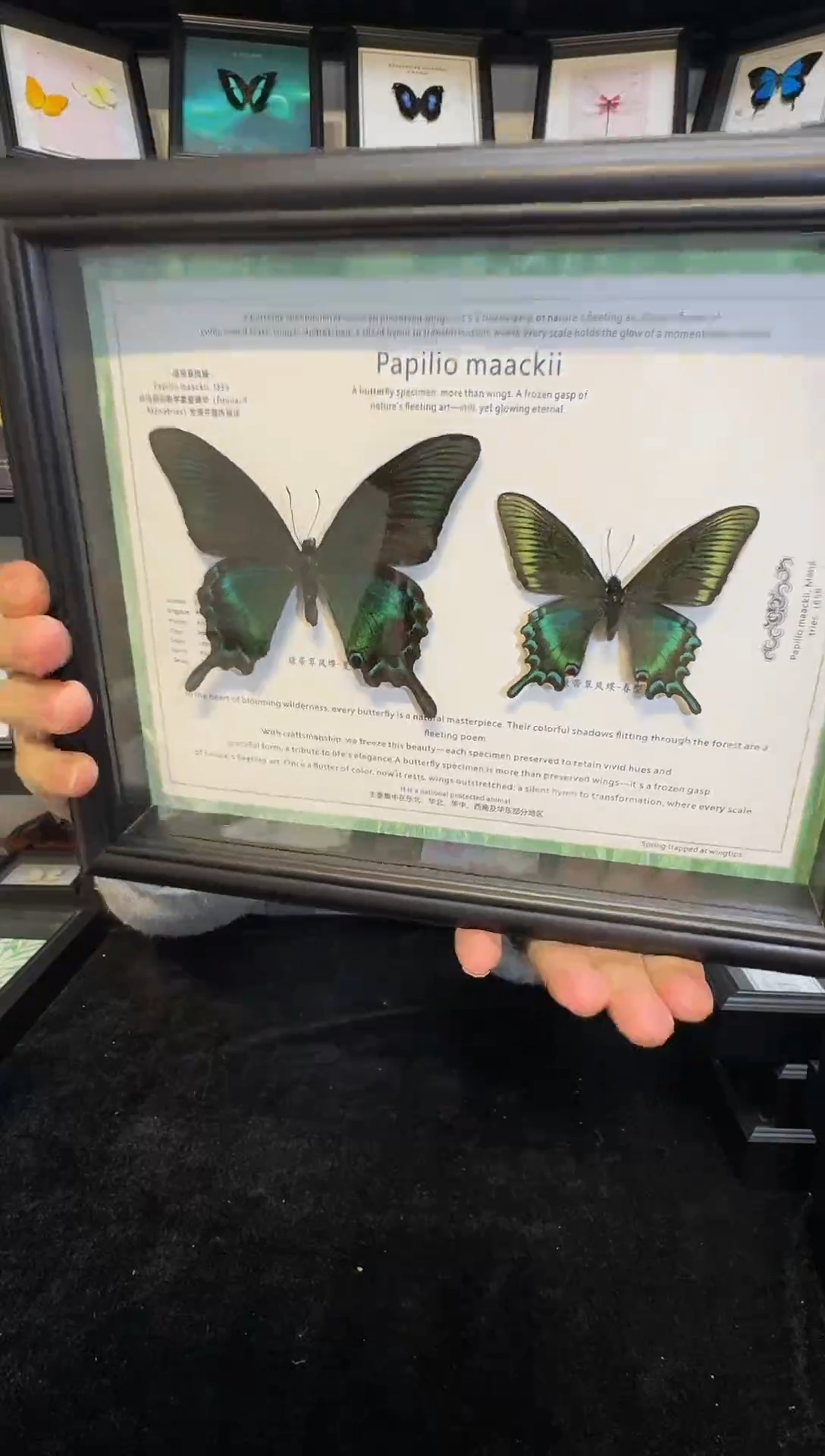 玻璃真实蝴蝶标本