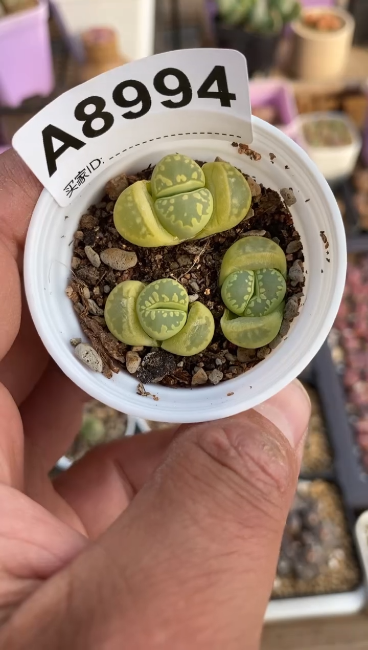 【闪购商品】8994直播一物一拍