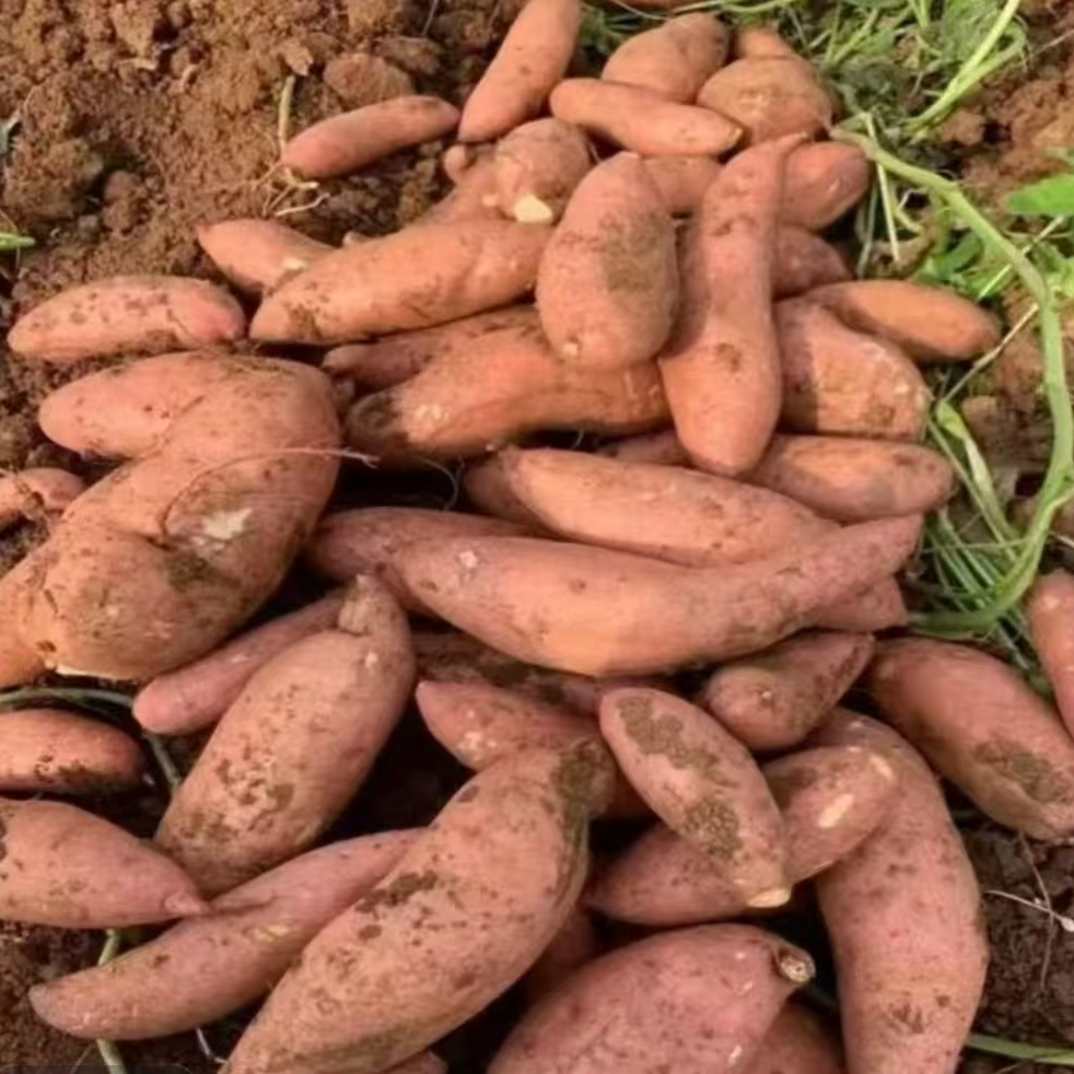 新鲜现挖贵州小番薯香甜流油可蒸煮烤