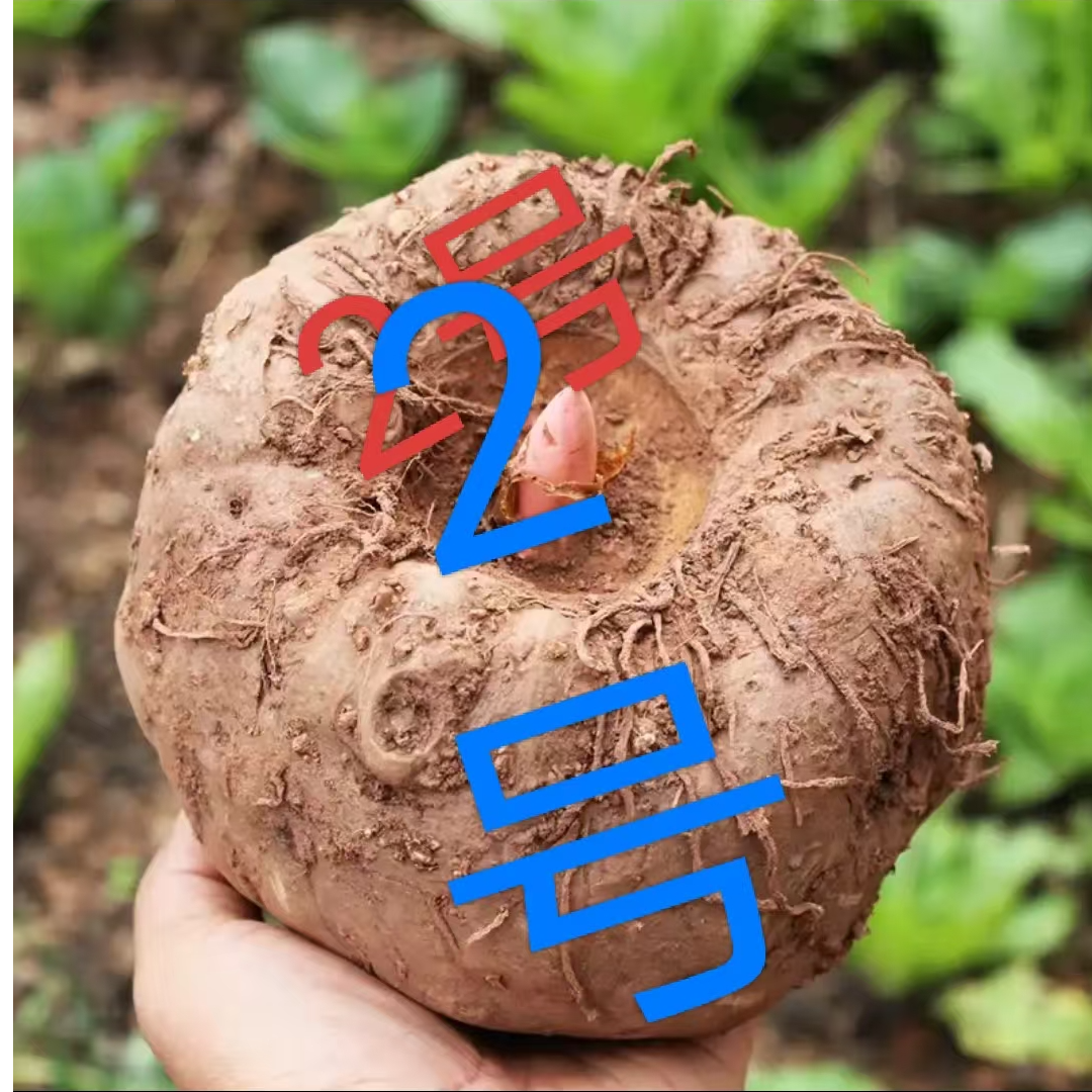 贵州新鲜现挖魔芋可做魔芋豆腐原材料花魔芋白魔芋魔芋豆腐