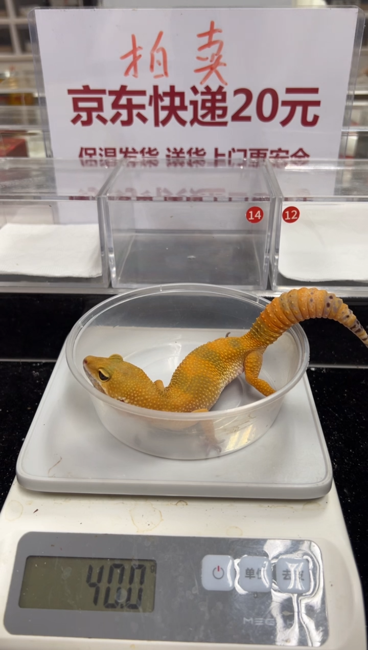 豹纹守宫000000000