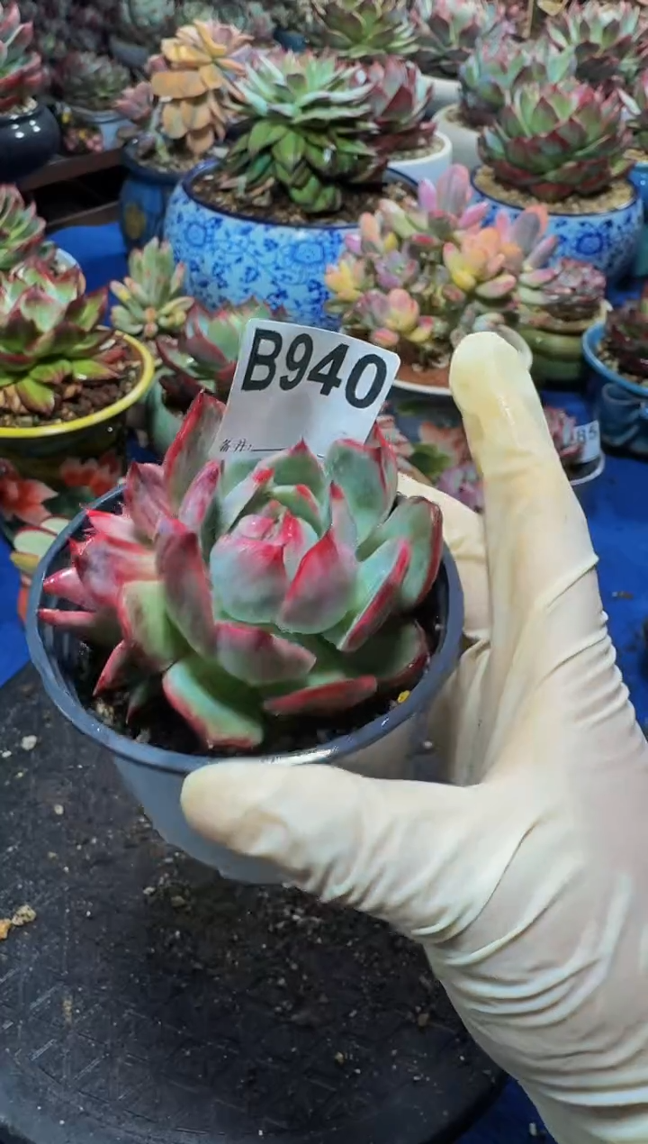 B940惊鸿仙子-----（不包整）