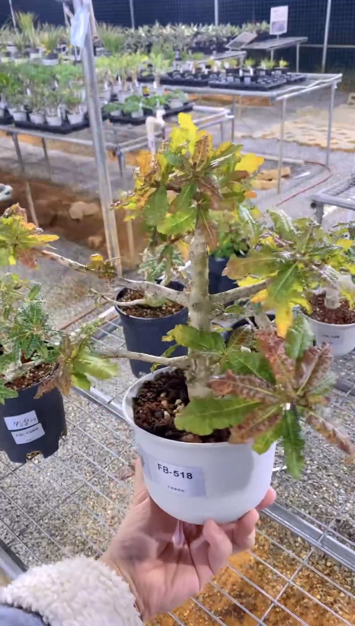 【闪购商品】娜娜乳香FA-518