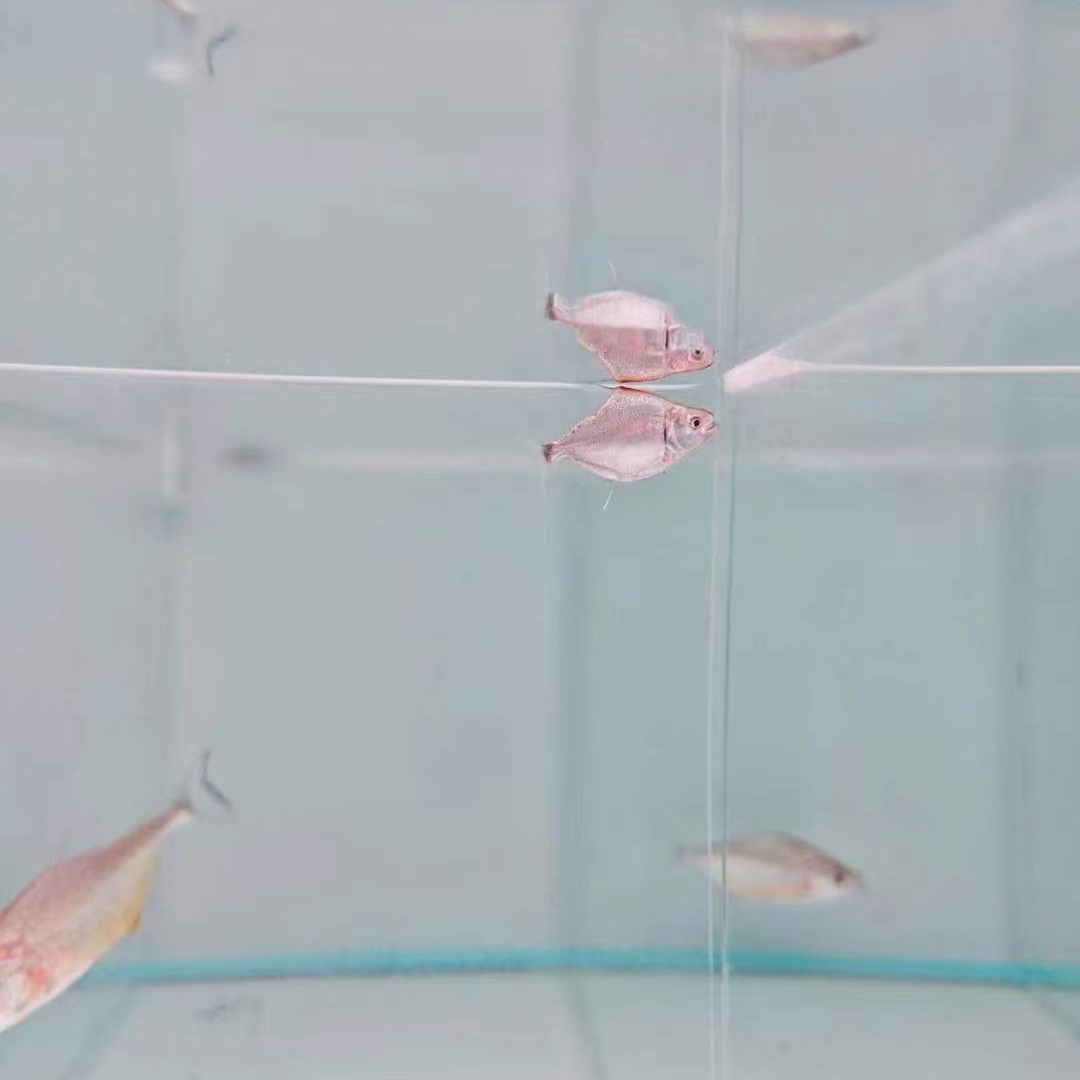 印第安武士水虎热带观赏鱼凶猛鱼