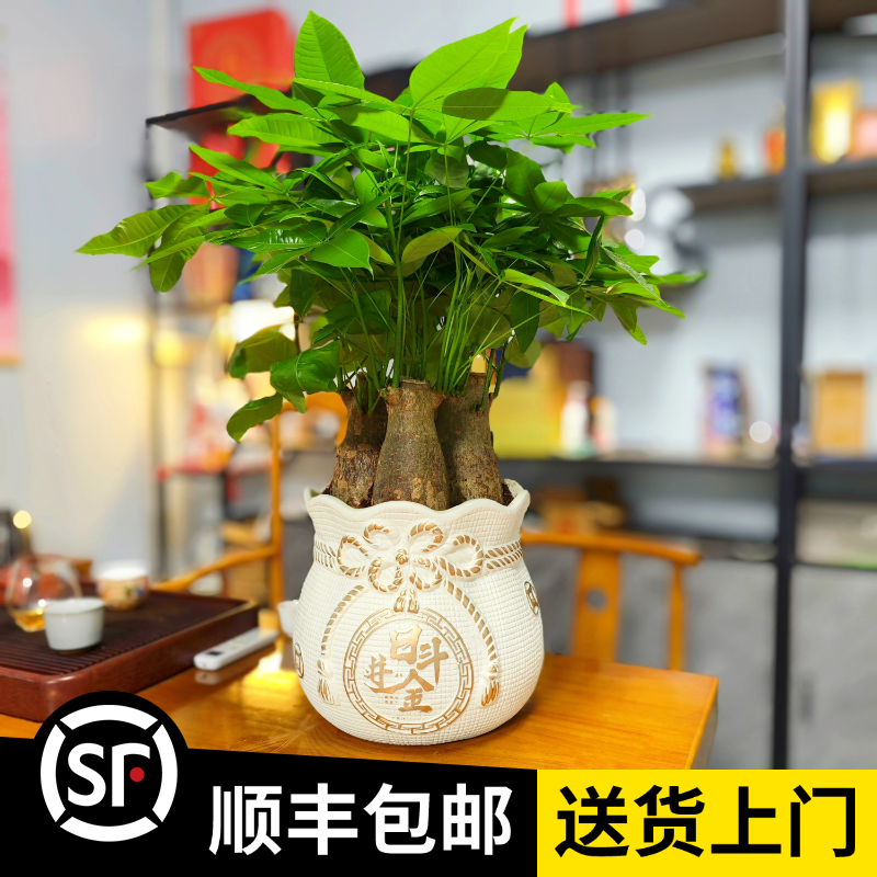 【陶瓷盆发财树】桌面款三粗杆（顺丰包邮）绿植招财办公室内开业 