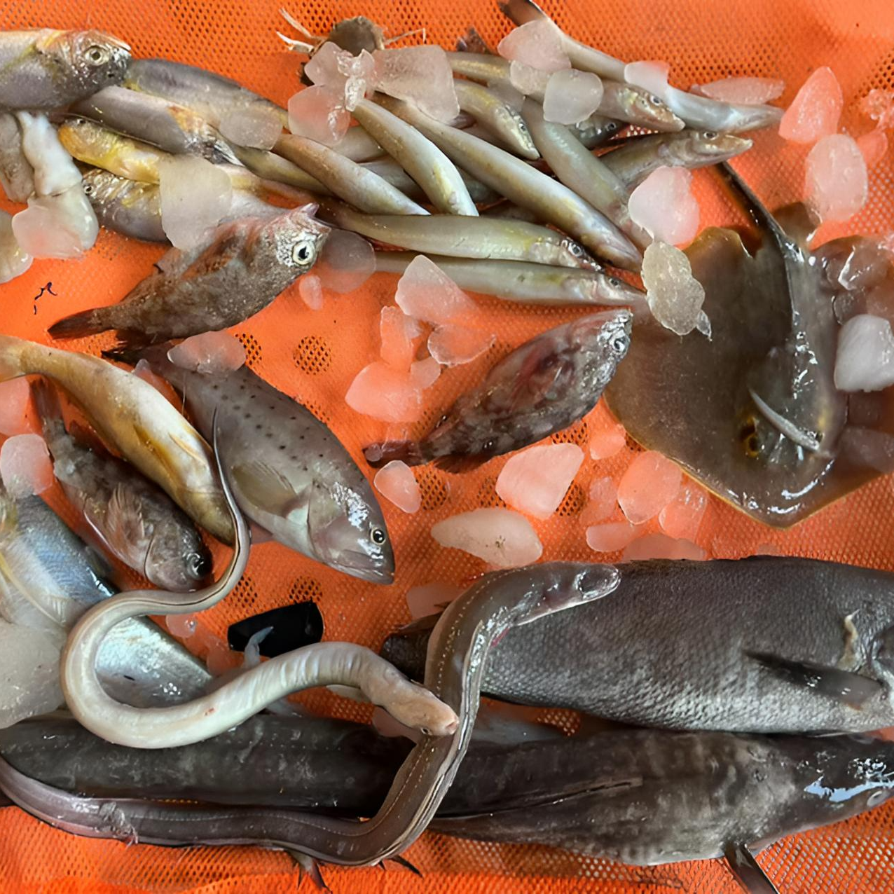 东海野生杂鱼【5斤】以直播为标准锁鲜发货