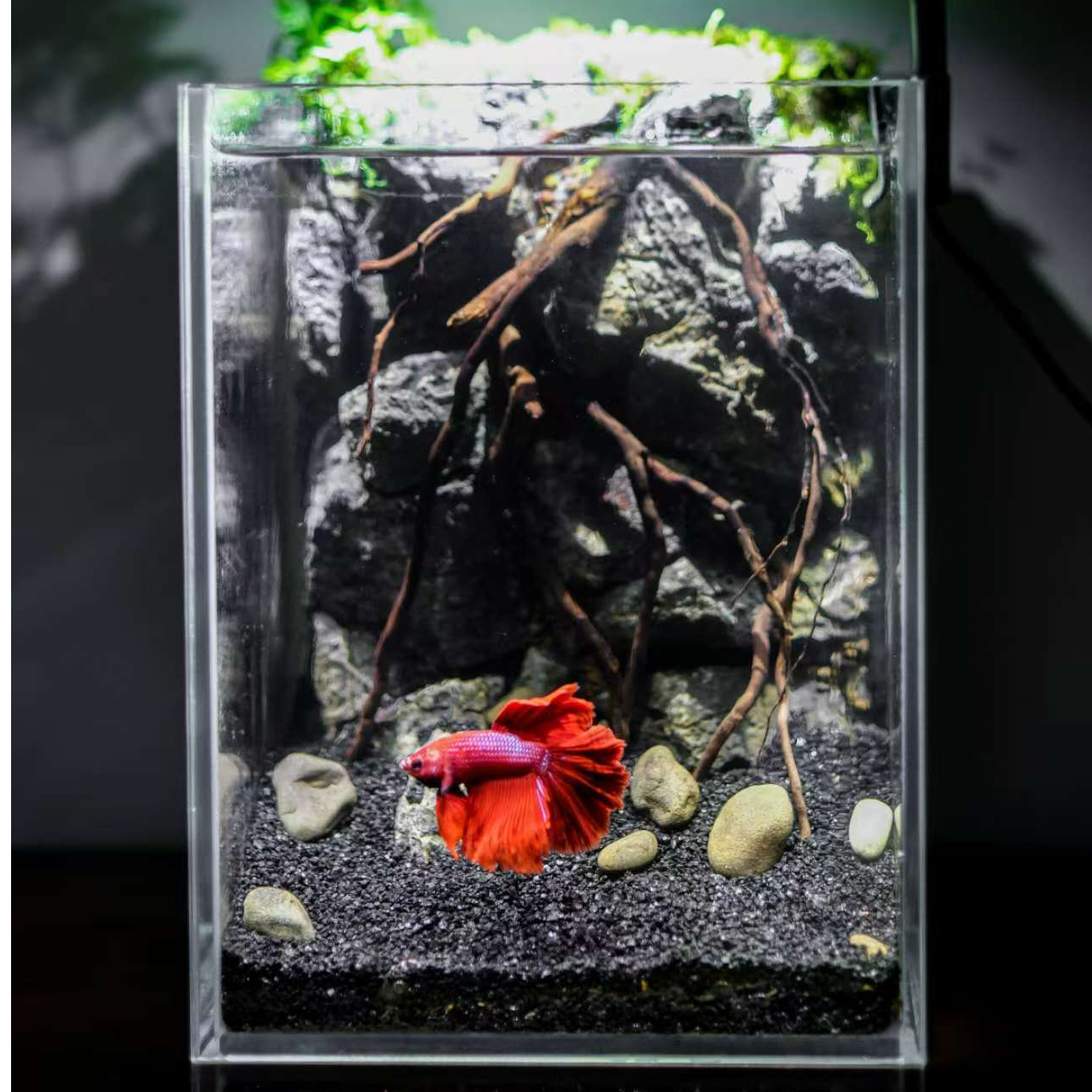 【微缸迷你缸造景定制】天然材料纯手工制作到手如无问题不退不换