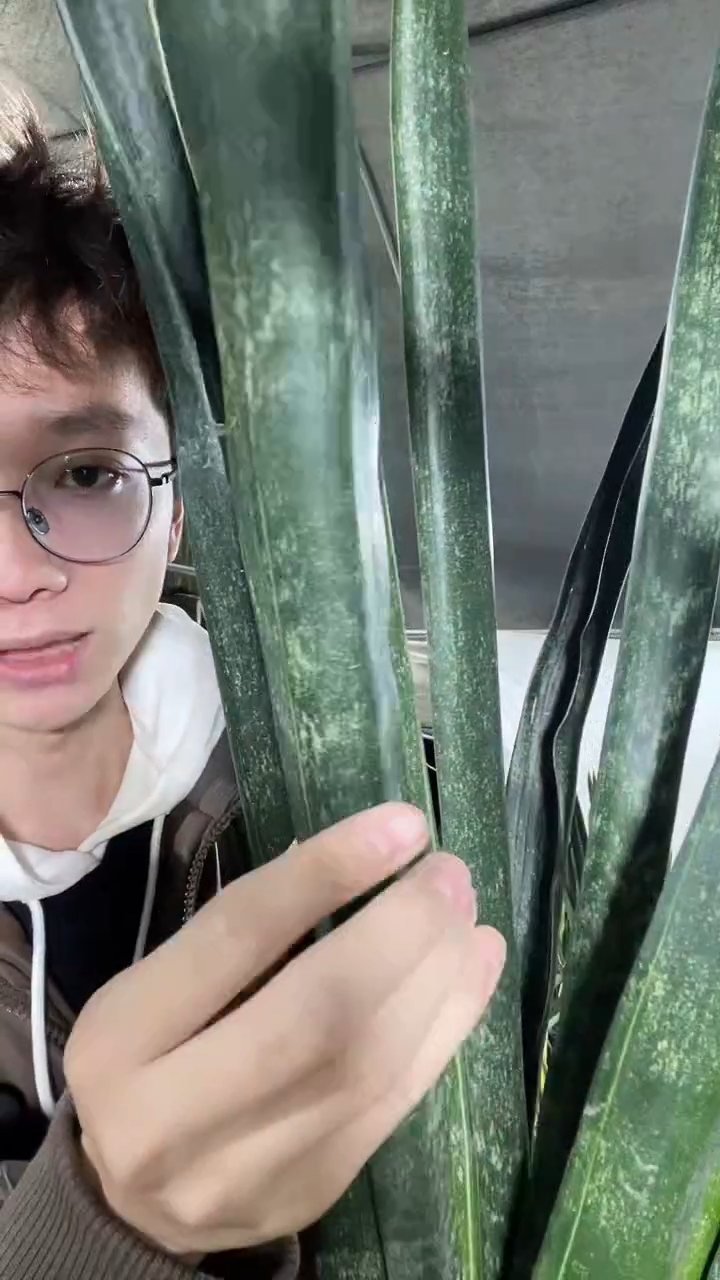 战狼虎皮兰裸根2棵35.8