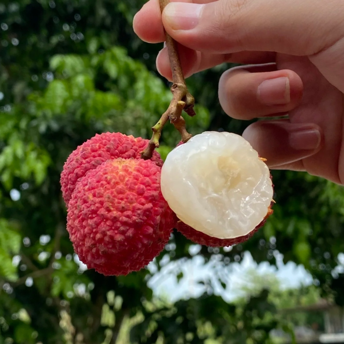【次日达-YM】海南无核荔枝 新鲜水果 头茬现摘当季水果 荔枝同城送