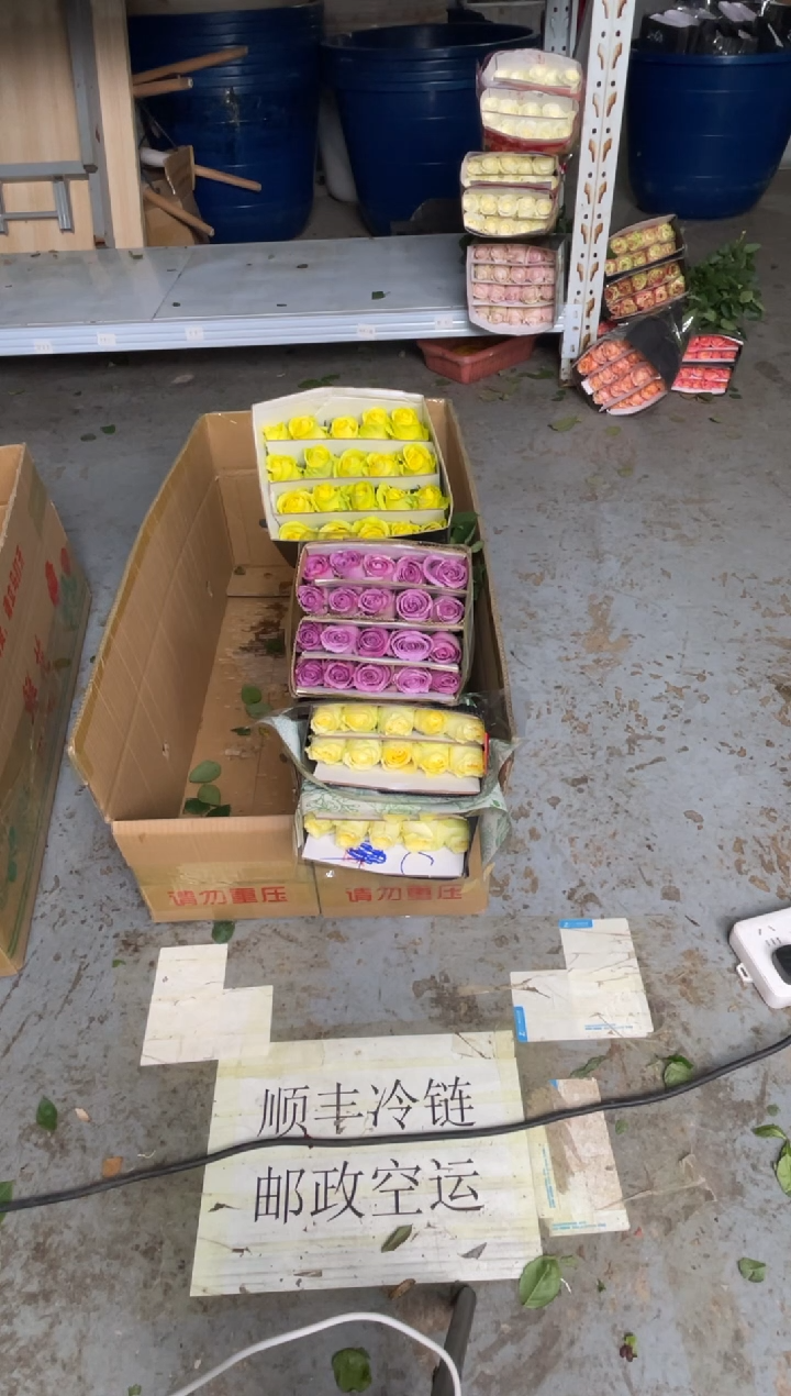 奶油杯20枝+浪漫沙滩20枝+紫霞20枝