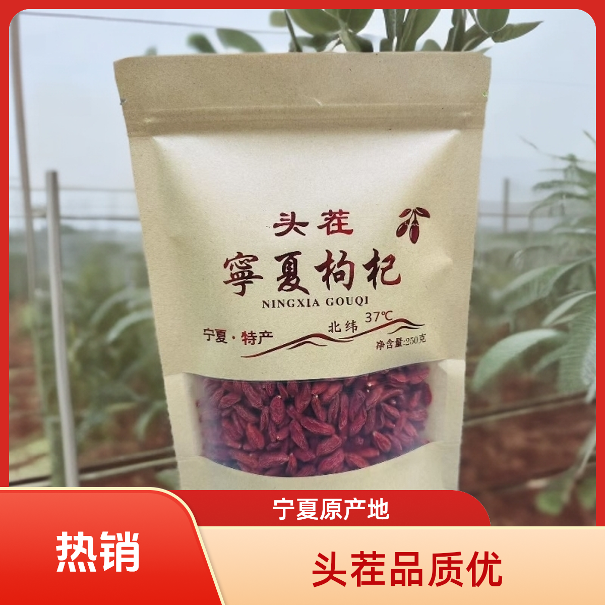 正宗宁夏中宁枸杞不熏染不结块可干吃 泡水 泡酒 煲汤