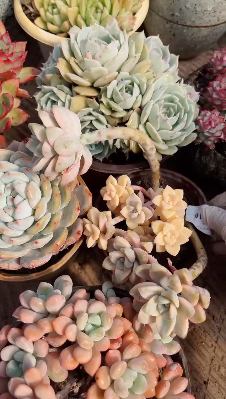 【闪购商品】02616