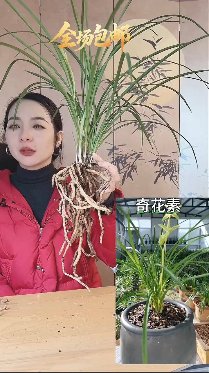 当前无花栽培后可以开花：奇花素