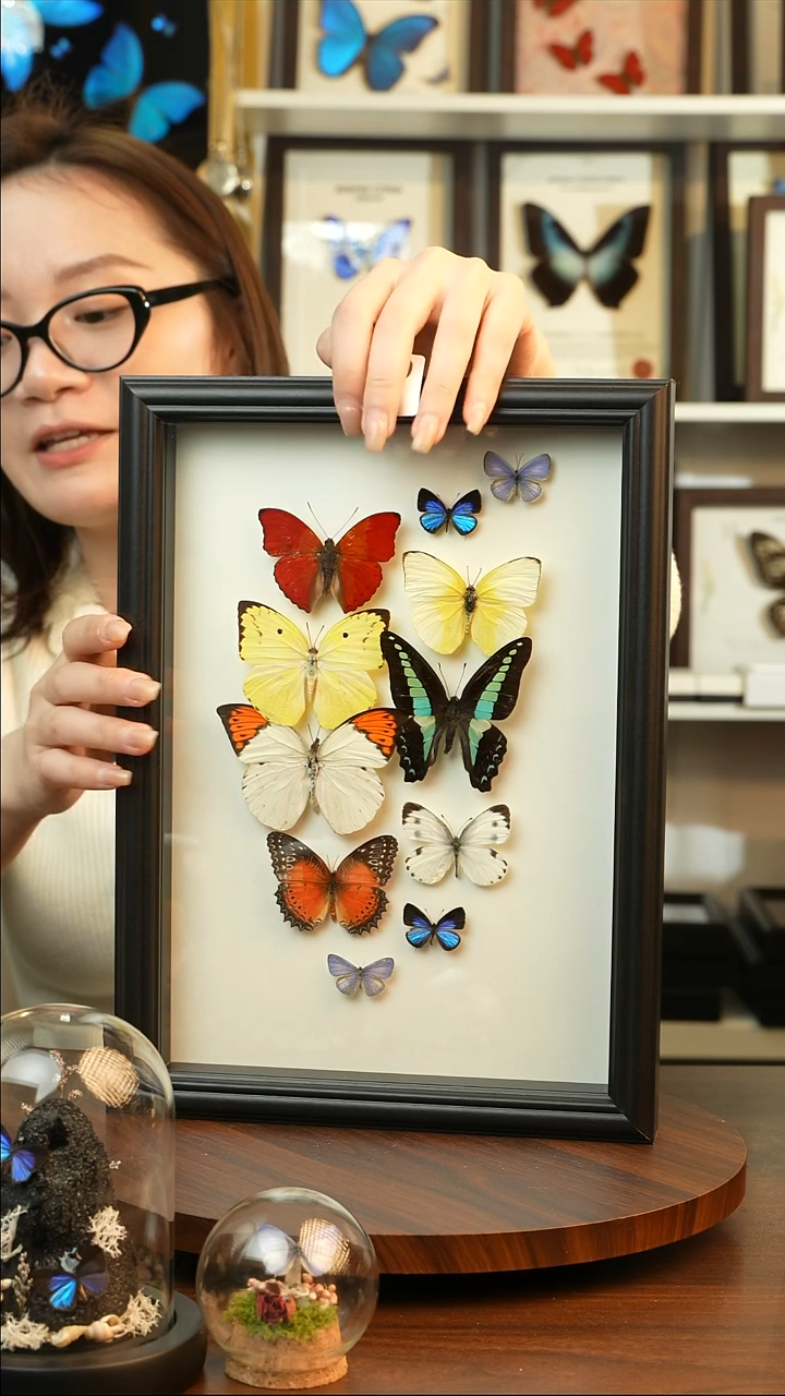 组合蝴蝶真蝴蝶标本：A159