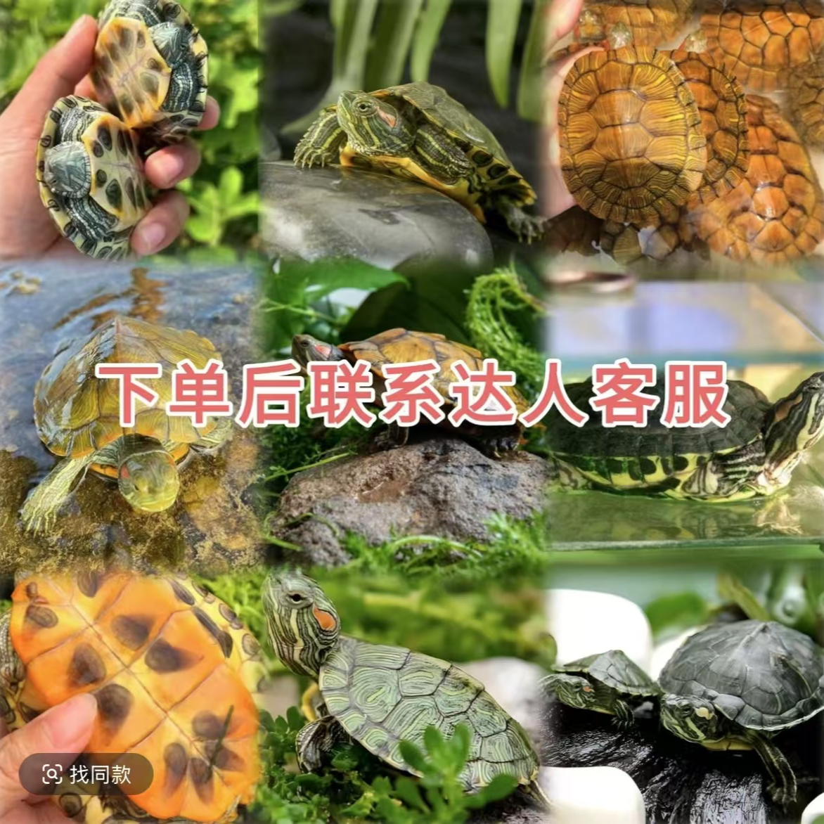 华子宠物活体专属链接