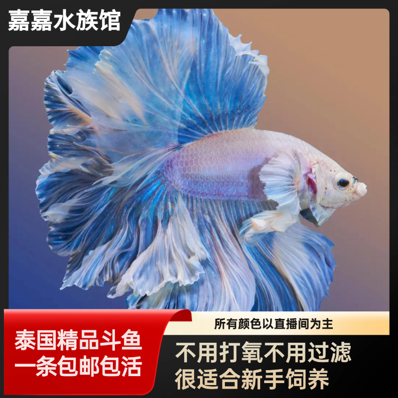 （91-180号）泰国精品半月斗鱼