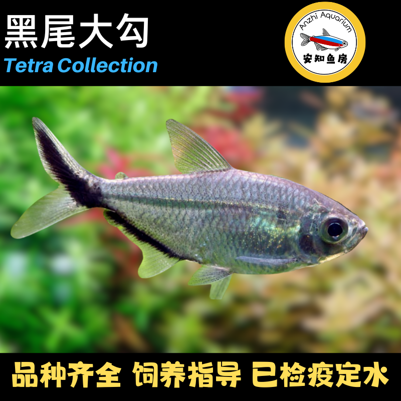 黑尾大勾灯科鱼热带观赏鱼群游淡水草缸活体好养